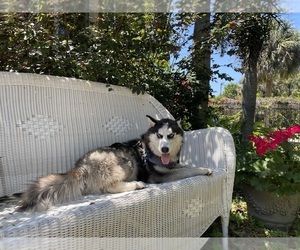 Siberian Husky Puppy for sale in WINDERMERE, FL, USA