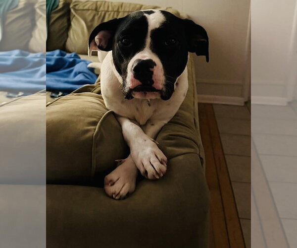 Medium Photo #1 Lab-Pointer Puppy For Sale in Princeton, MN, USA