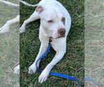 Small #1 American Staffordshire Terrier