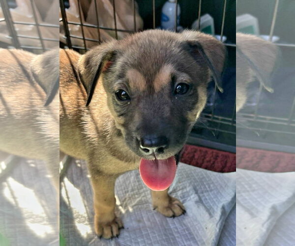 Medium Photo #1 Mutt Puppy For Sale in Royal Palm Beach, FL, USA