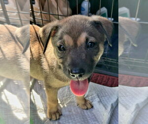Mutt Dogs for adoption in Royal Palm Beach, FL, USA