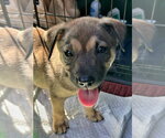 Betsy - Female Mutt Dog for Adoption - Small photo