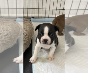 Boston Terrier Puppy for sale in BAKERSFIELD, CA, USA