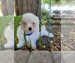 Small Photo #9 Shih-Poo Puppy For Sale in LOS ANGELES, CA, USA