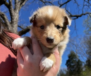 Collie Puppy for sale in LEWISBURG, TN, USA