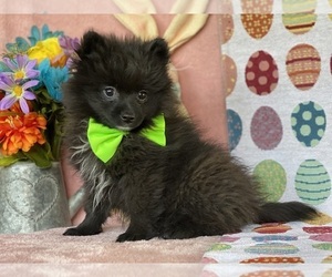 Pomeranian Puppy for sale in LANCASTER, PA, USA