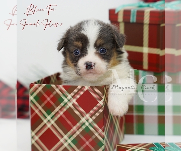 Medium Photo #14 Pembroke Welsh Corgi Puppy For Sale in FLORALA, AL, USA