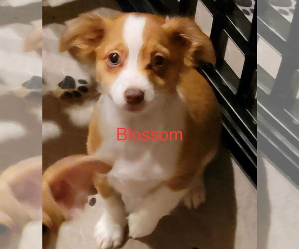 Medium Photo #1 Chihuahua Puppy For Sale in Pacolet, SC, USA