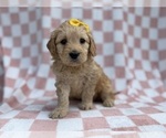 Small #6 Goldendoodle