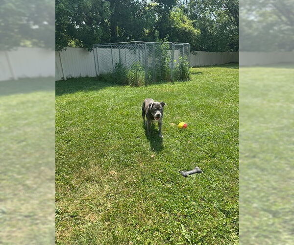 Medium Photo #8 Staffordshire Bull Terrier-Unknown Mix Puppy For Sale in Crete, IL, USA