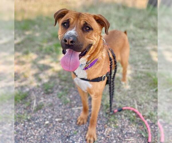 Medium Photo #1 Rhodesian Ridgeback-Unknown Mix Puppy For Sale in Aurora, CO, USA