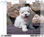 Puppy Tessa Havanese