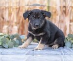 Puppy Gali German Shepherd Dog