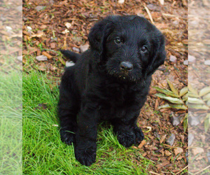 Labradoodle Puppy for Sale in MESA, Arizona USA