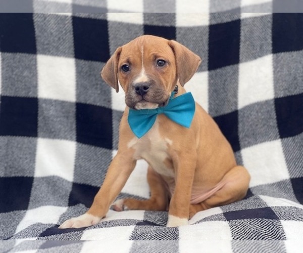 Medium Photo #3 American Staffordshire Terrier Puppy For Sale in LAKELAND, FL, USA