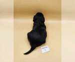 Small Photo #5 Tibetan Terrier Puppy For Sale in DORENA, OR, USA