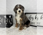 Small #3 Bernedoodle (Miniature)