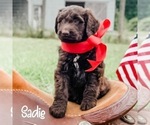 Image preview for Ad Listing. Nickname: Sadie