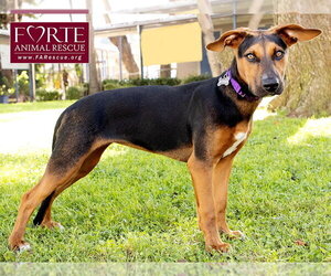 Bolda - Female Doberman Pinscher-German Pinscher Mix Dog for Adoption - Photo #5