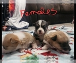 Small Photo #3 Pembroke Welsh Corgi Puppy For Sale in BENTS FORT, CO, USA