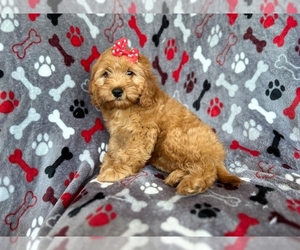 Cockapoo Puppy for Sale in LAKELAND, Florida USA