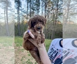 Puppy 4 Goldendoodle