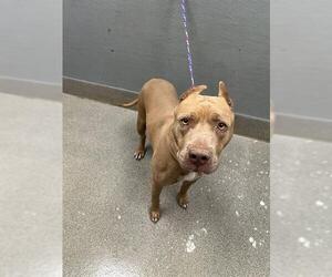 Mutt Dogs for adoption in Las Vegas, NV, USA