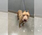 Small Mutt