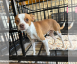 Noodles in TX - Male Chihuahua-Unknown Mix Dog for Adoption - Small photo