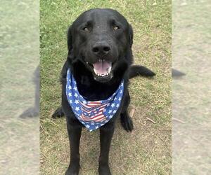 Labrador Retriever-Unknown Mix Dogs for adoption in San Antonio, TX, USA