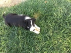 Small Photo #12 Border Collie Puppy For Sale in GUSTINE, CA, USA