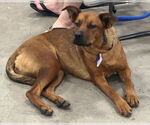 Small #4 Boxer Mix