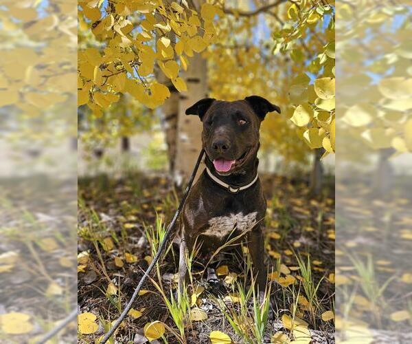 Medium Photo #3 American Pit Bull Terrier-Unknown Mix Puppy For Sale in Frisco, CO, USA