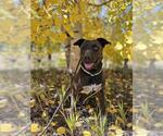 Small #2 American Pit Bull Terrier Mix