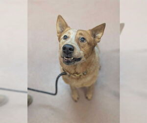 Mutt Dogs for adoption in Ogden, UT, USA