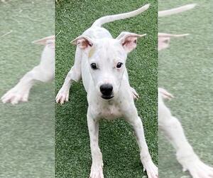 American Pit Bull Terrier-Unknown Mix Dogs for adoption in Texas City, TX, USA