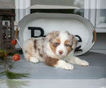 Small Photo #9 Australian Shepherd Puppy For Sale in HOLMESVILLE, OH, USA