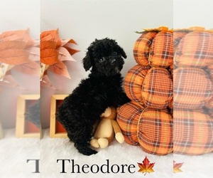 Poodle (Toy) Puppy for Sale in MURFREESBORO, Tennessee USA