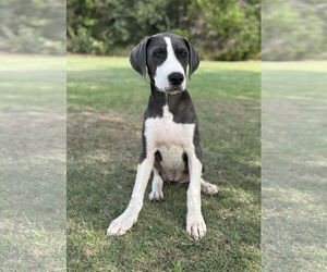 Great Dane-Unknown Mix Dogs for adoption in PIPE CREEK, TX, USA