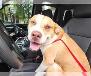 Staffordshire Bull Terrier-Unknown Mix Dogs for adoption in Houston, TX, USA