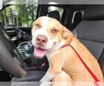 A663445 - Male Staffordshire Bull Terrier-Unknown Mix Dog for Adoption - Small photo