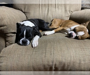 Mother of the Boston Terrier puppies born on 07/01/2026