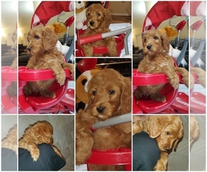 Double Doodle Puppy for sale in AURORA, CO, USA