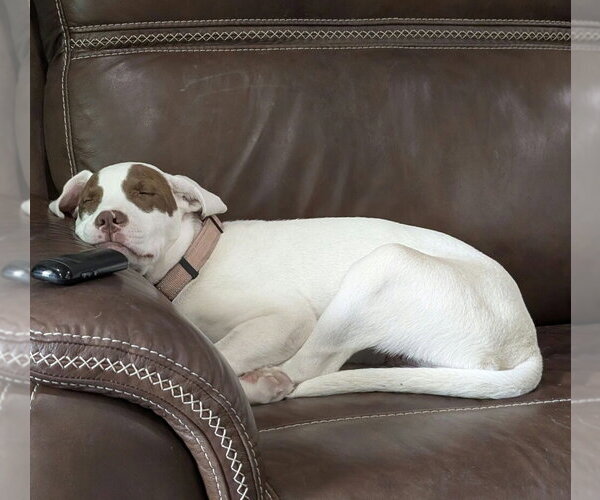 Medium Photo #3 Mutt Puppy For Sale in Boston, MA, USA