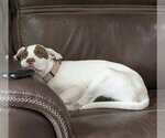 Small #2 Mutt