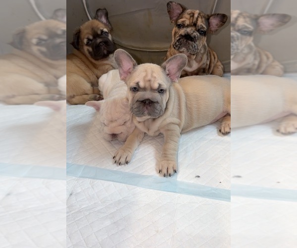 Medium Photo #1 French Bulldog Puppy For Sale in HUNTINGTON BEACH, CA, USA