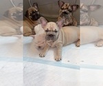Small French Bulldog
