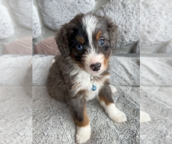 Medium Photo #5 Bernedoodle (Miniature) Puppy For Sale in LAWRENCE, MI, USA