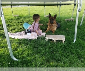 Mother of the German Shepherd Dog puppies born on 05/26/2025