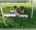 Small Photo #1 German Shepherd Dog Puppy For Sale in MILLERSTOWN, PA, USA